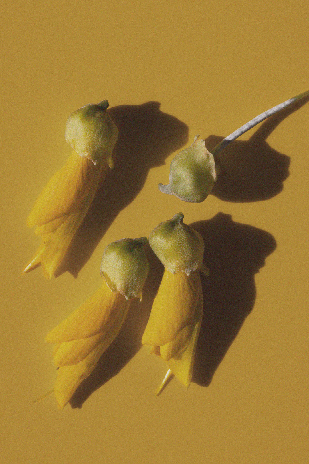 Kōwhai Extract