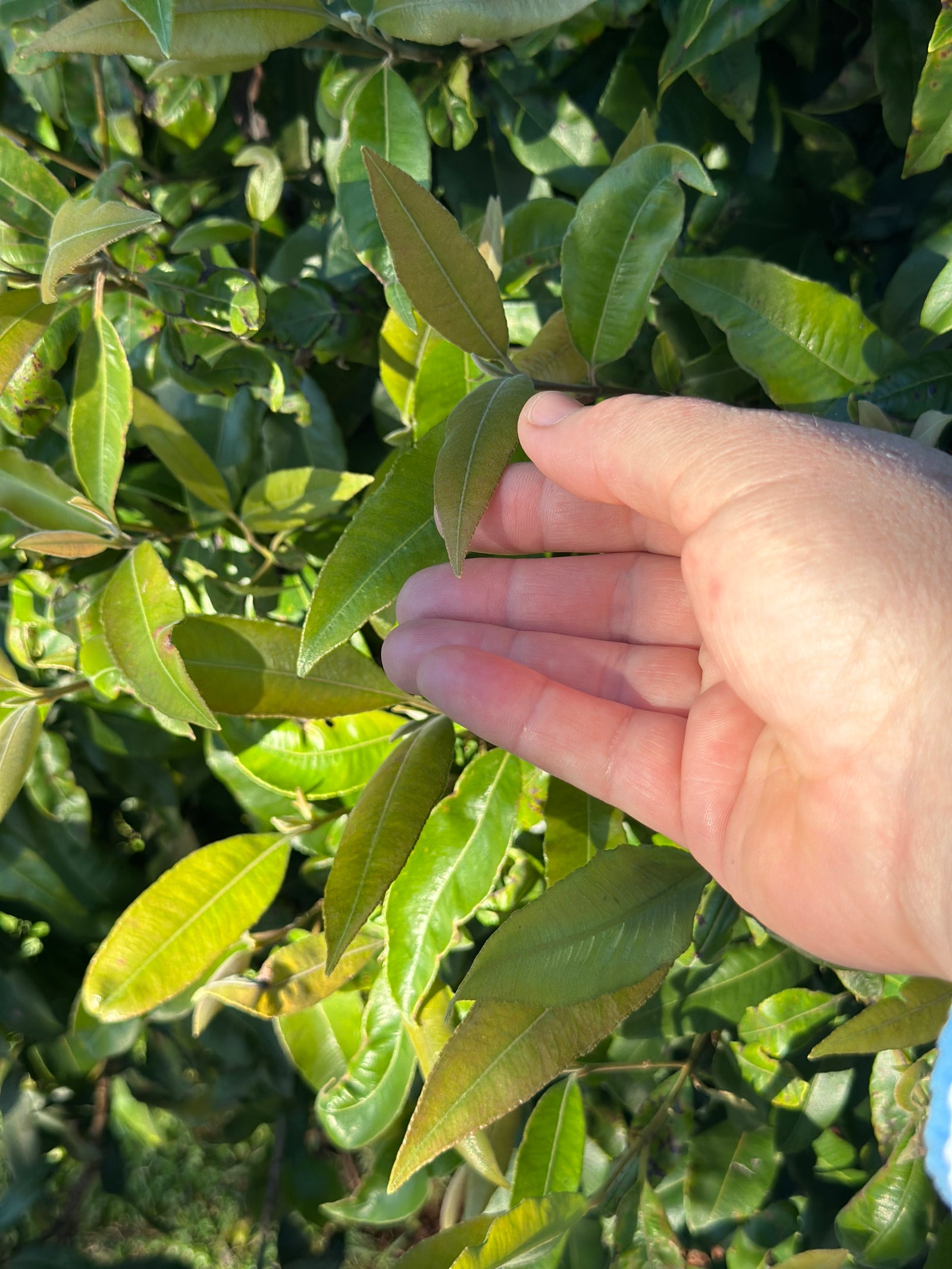 Wattleseed & Lemon Myrtle Bundle