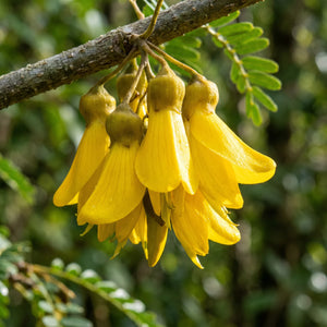 Kōwhai Extract