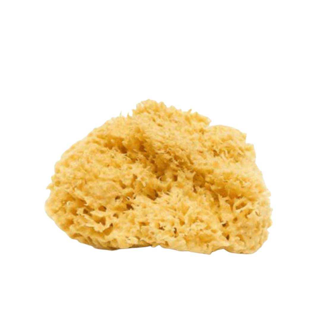Sea Sponge - Natural Mediterranean