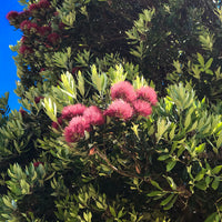 Hoheria Pōhutukawa & Mandarin Hand Wash, botanical