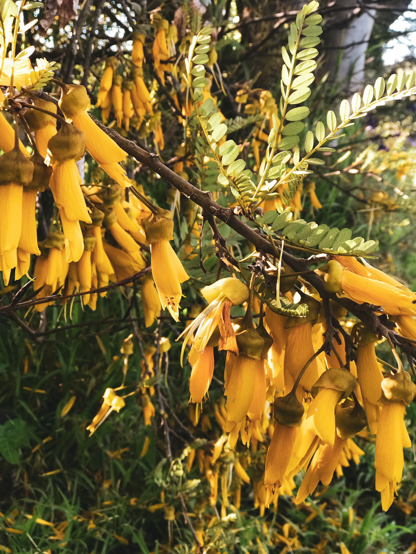 Kowhai