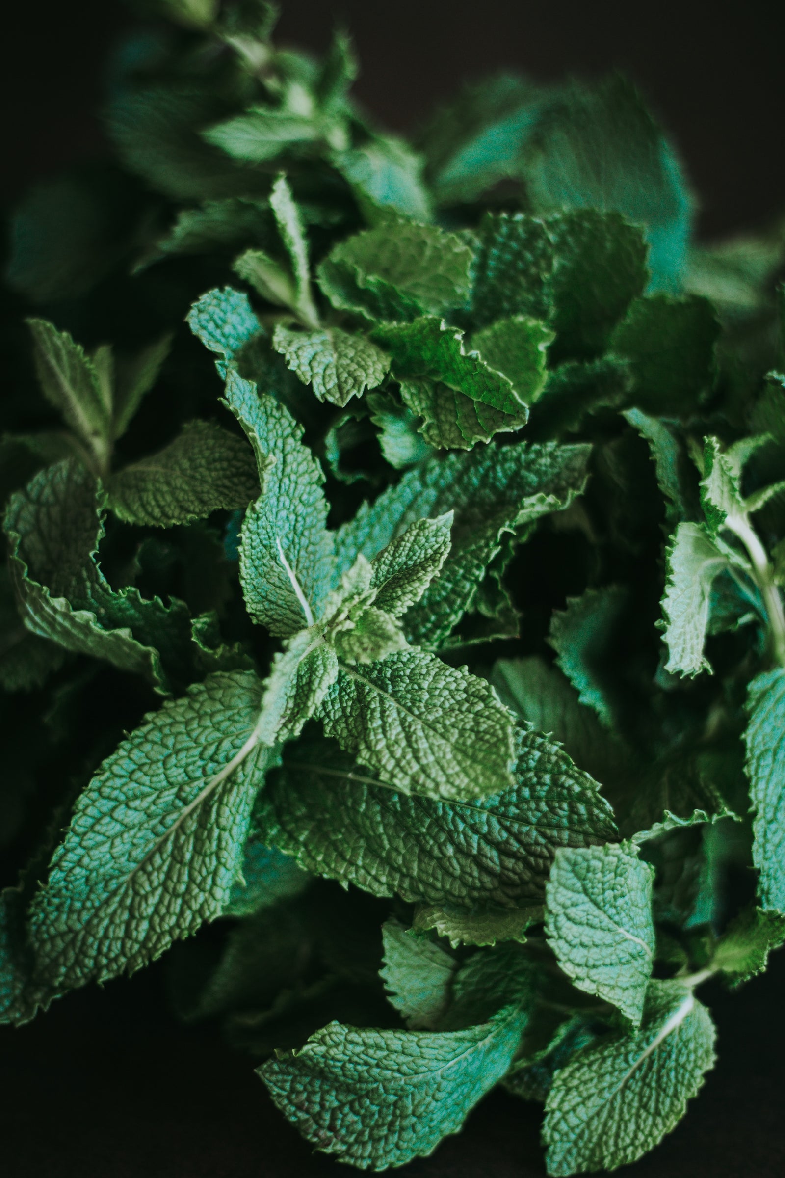Horopito Cucumber & Mint Hand Cream