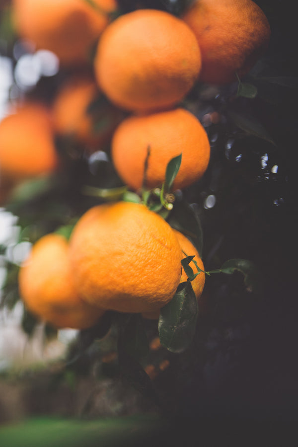 Hoheria Leaf & Mandarin Lip Balm