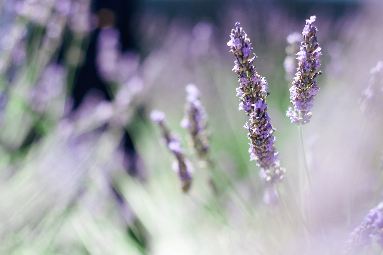 Mamaku & Lavender Bath Salts