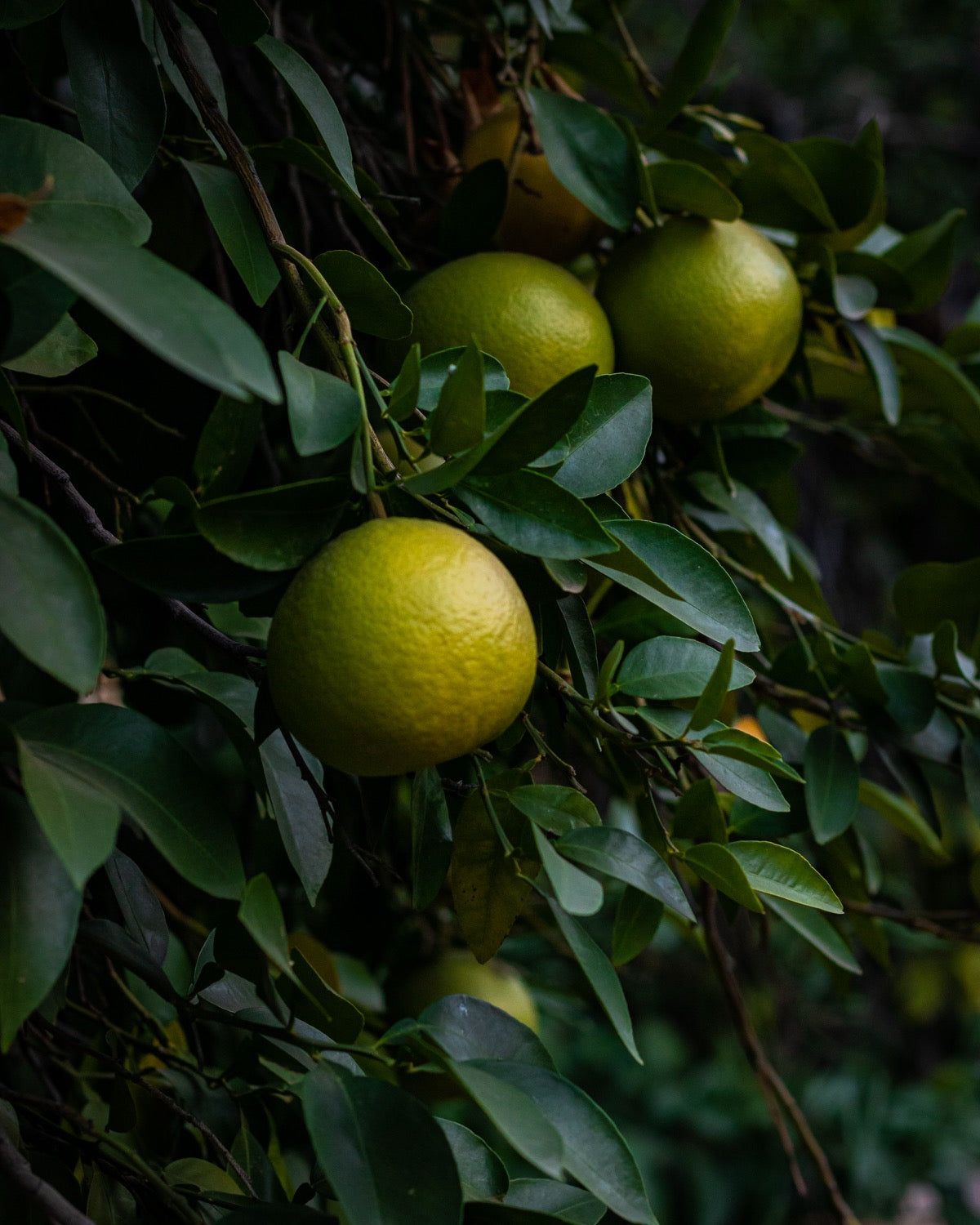 Koromiko & White Grapefruit Bench Spray