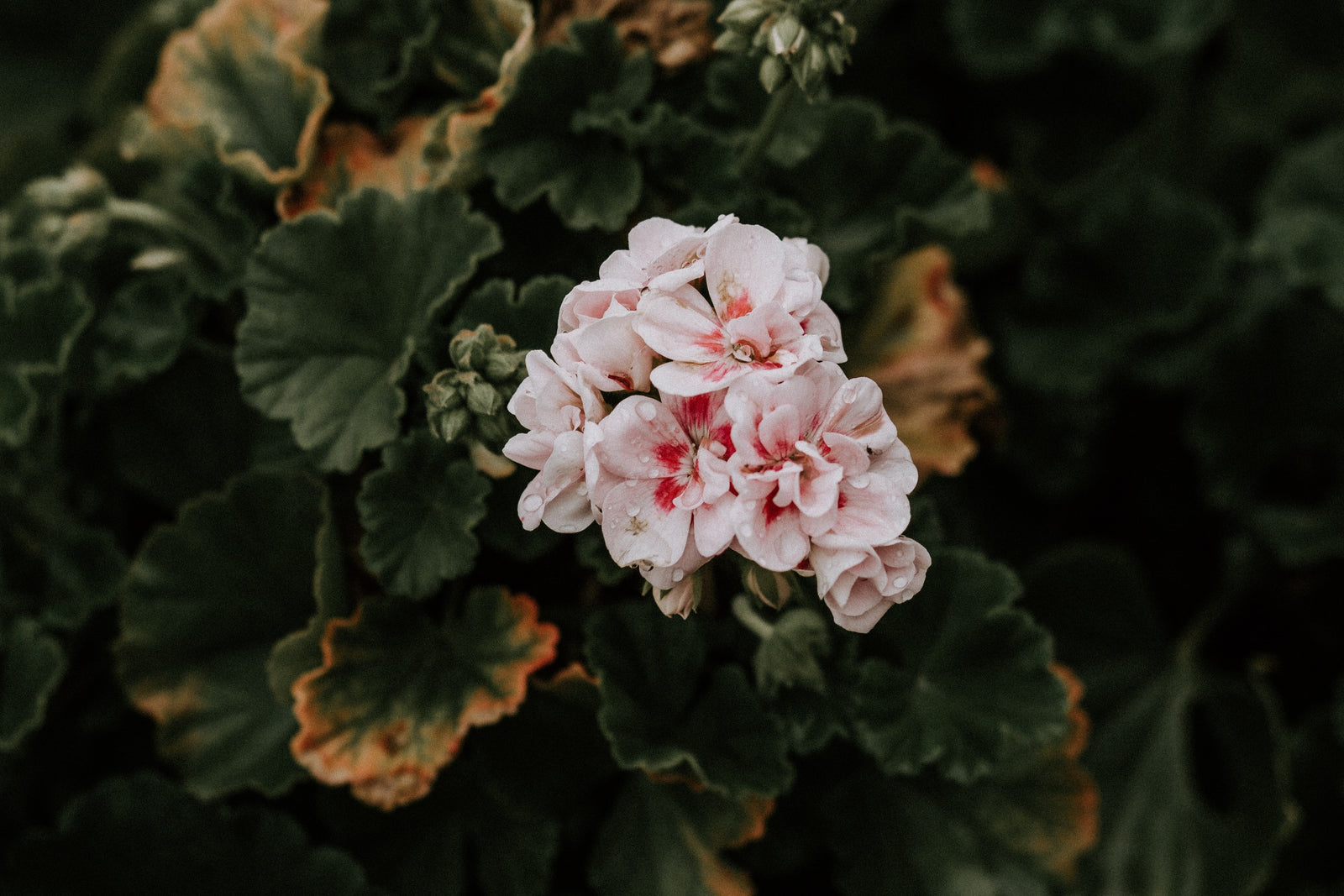 Mānuka & Rose Geranium Bath Salts