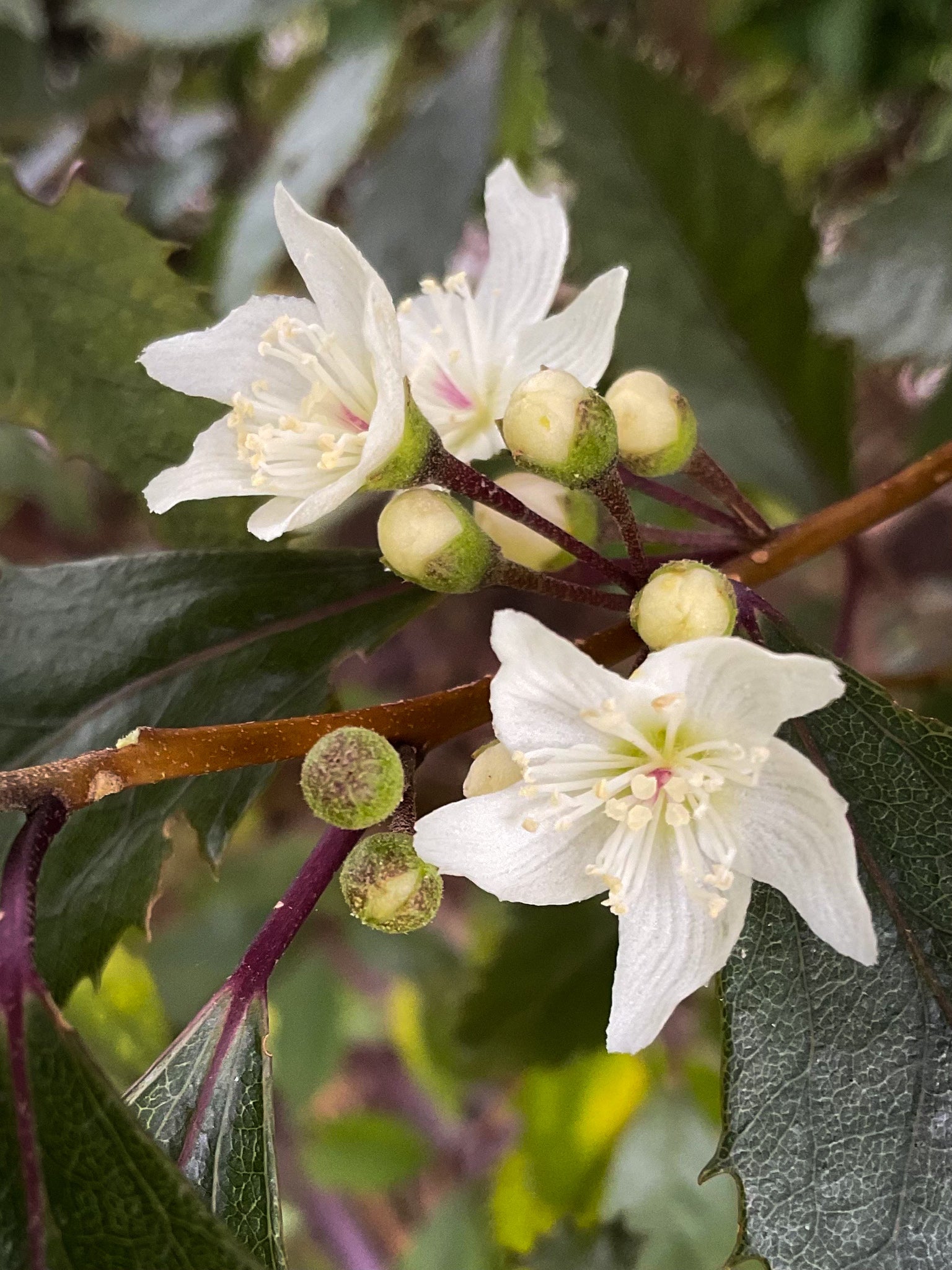 Hoheria Pōhutukawa & Mandarin Hand Cream