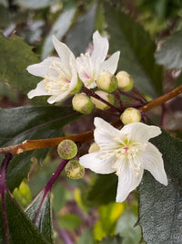 Hoheria Pōhutukawa & Mandarin Hand Cream